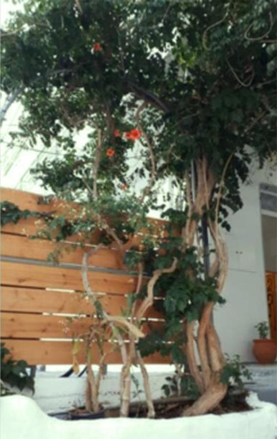 Despina Garden View Apartment Agia Galini Exterior foto
